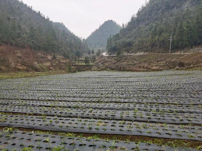 利川种植致富_利川大规模种植_利川适合种植什么果树