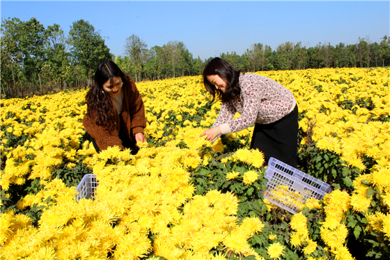 西华：160余亩菊花开出“致富花”