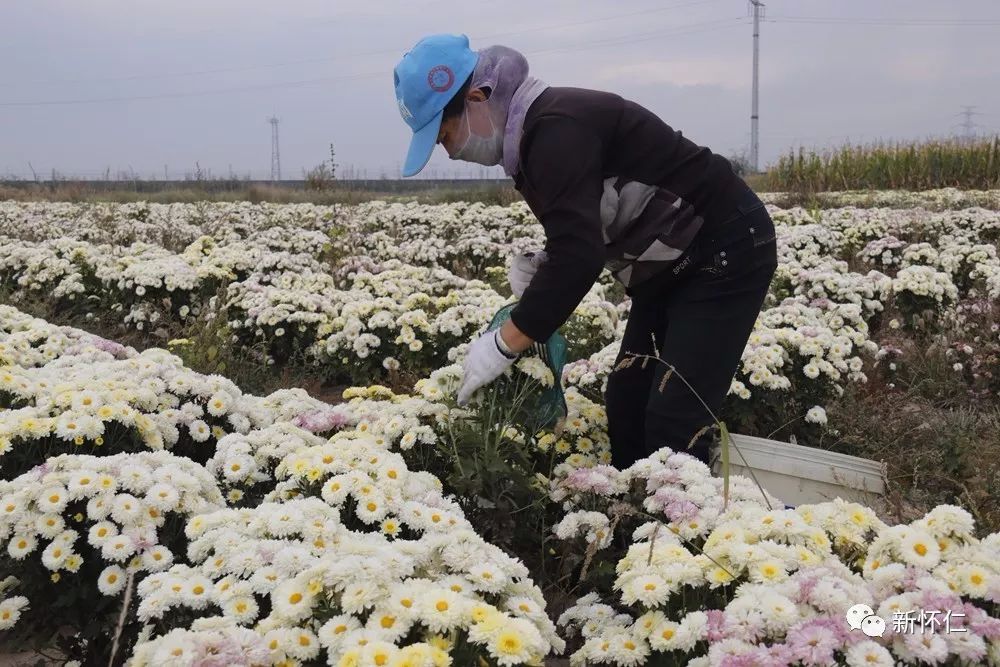 毛皂镇引进特色种植拓宽农民增收致富新路