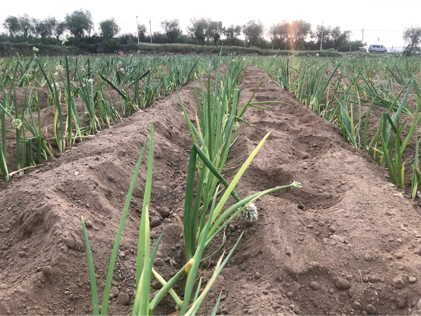 种植大葱冬天怎么办_越冬大葱栽培技术_越冬大葱种植致富