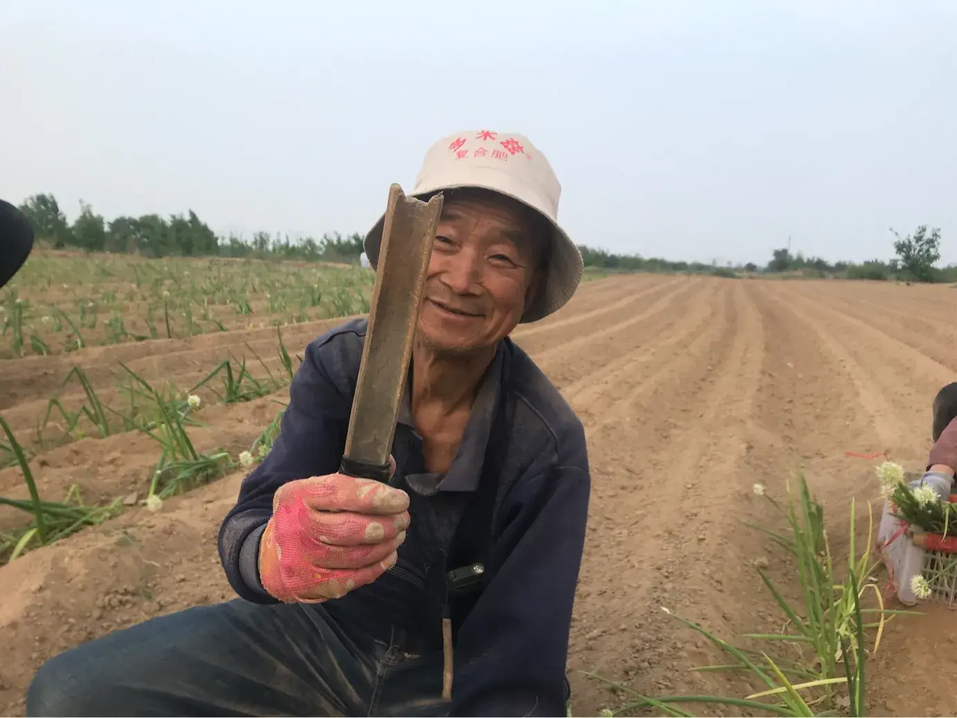 越冬大葱种植致富_越冬大葱栽培技术_种植大葱冬天怎么办