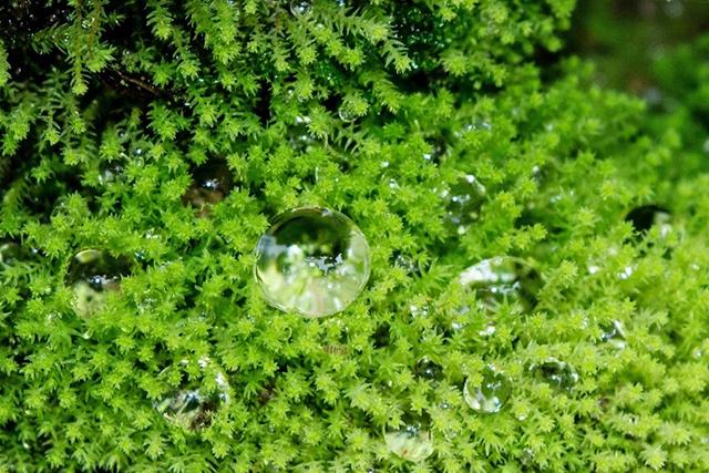 种植盆栽致富方法_致富盆栽种植方法图片_致富经盆栽蔬菜视频