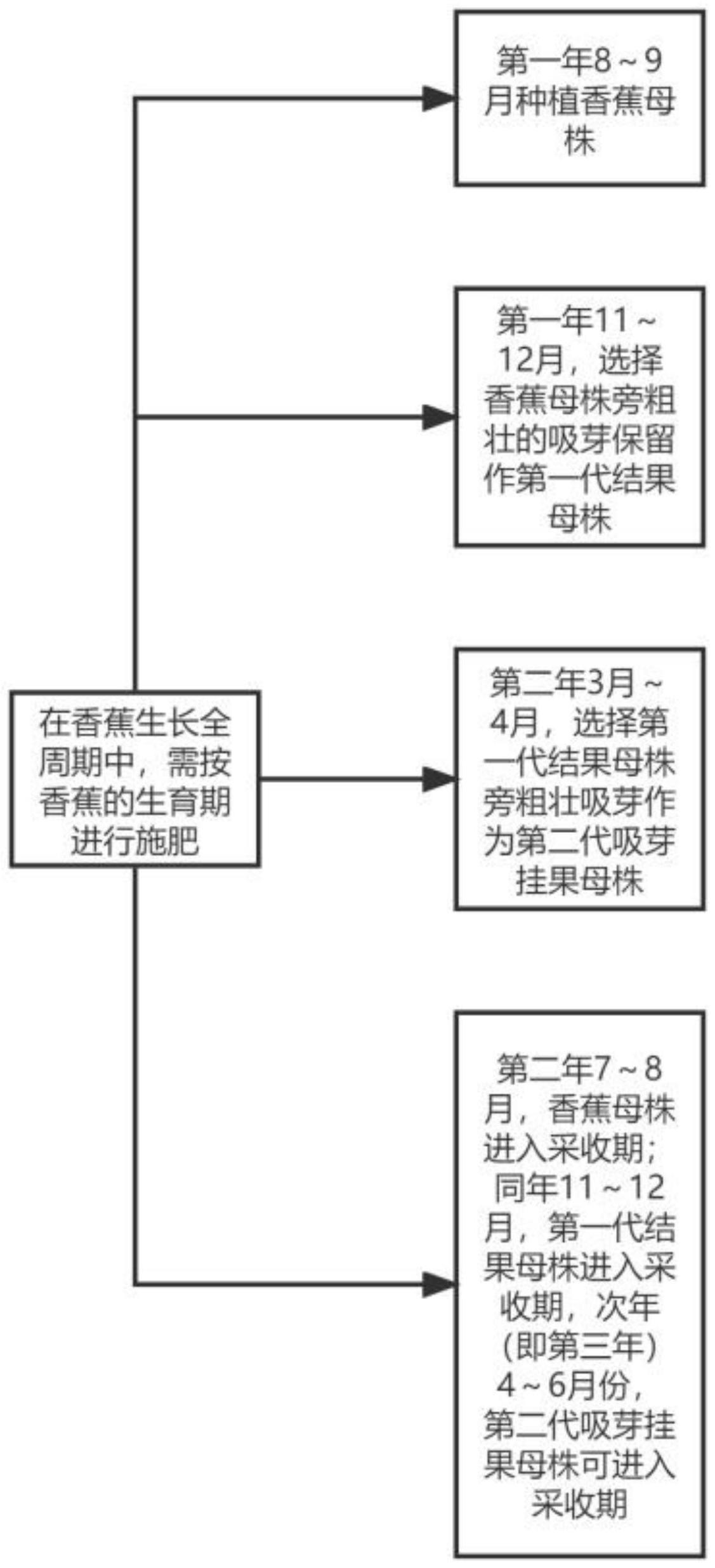 一种香蕉两年三收的高效栽培方法与流程