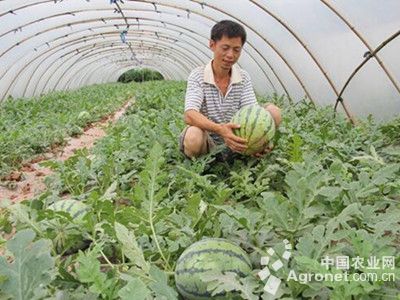 绿甘蓝种子价格