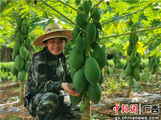 马岭木瓜基地木瓜种植户喜获丰收。