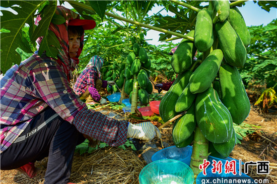 马岭木瓜基地种植大户在雇佣熟练的工人割浆提取木瓜酶。