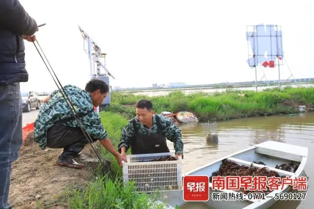 龙虾养殖户_龙虾养殖咨询_小龙虾养殖技术公司