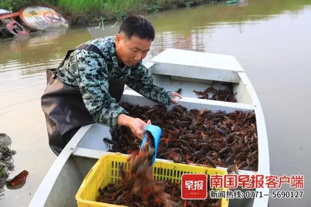 龙虾养殖户_小龙虾养殖技术公司_龙虾养殖咨询