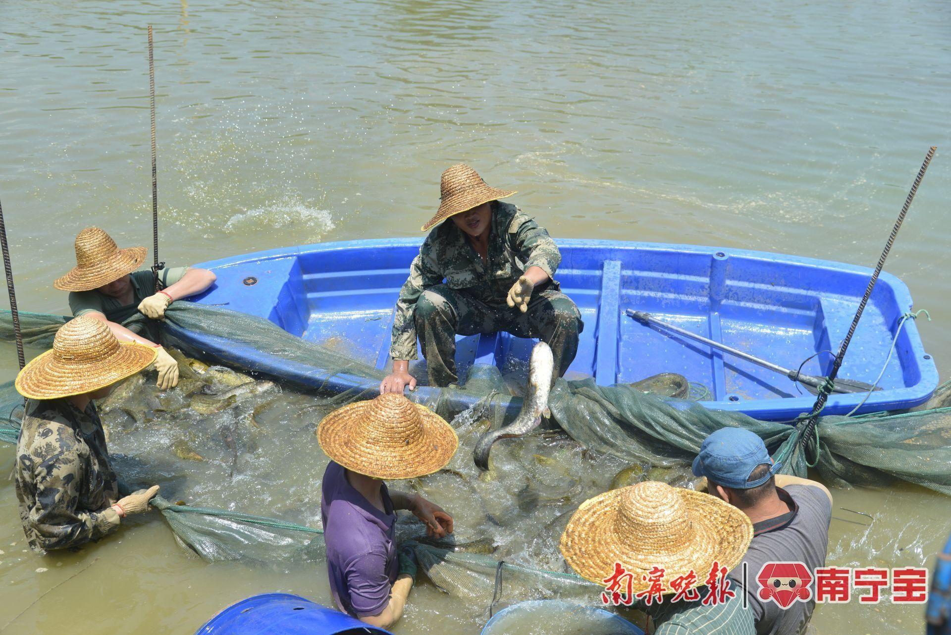 养殖水花鲶鱼技术要点_鲶鱼水花养殖技术_养殖水花鲶鱼技术要求