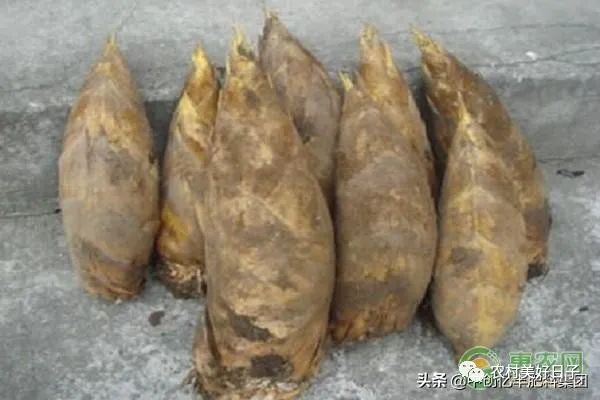 种冬笋的方法及管理_冬笋怎么种植技术_种植冬笋技术与管理