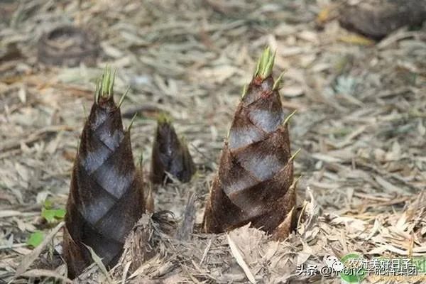 种植冬笋技术与管理_种冬笋的方法及管理_冬笋怎么种植技术