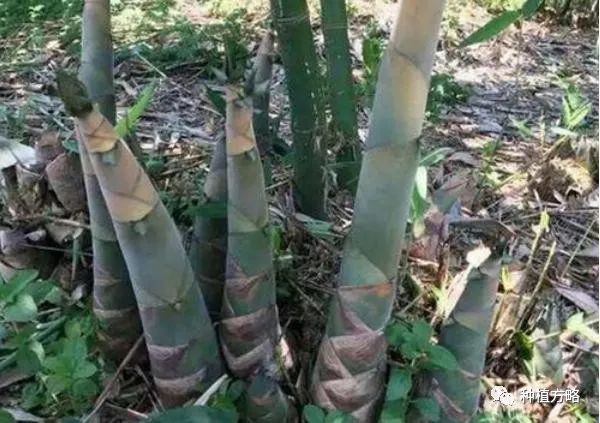 种冬笋的方法及管理_冬笋怎么种植技术_种植冬笋技术要点