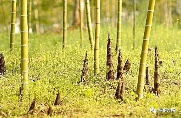 种冬笋的方法及管理_种植冬笋技术要点_冬笋怎么种植技术