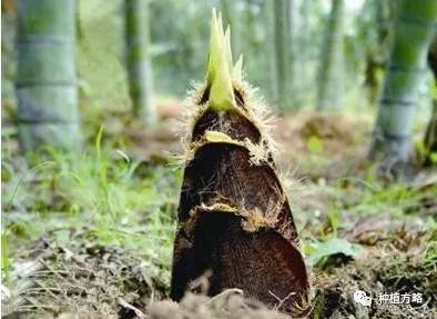 种冬笋的方法及管理_种植冬笋技术要点_冬笋怎么种植技术