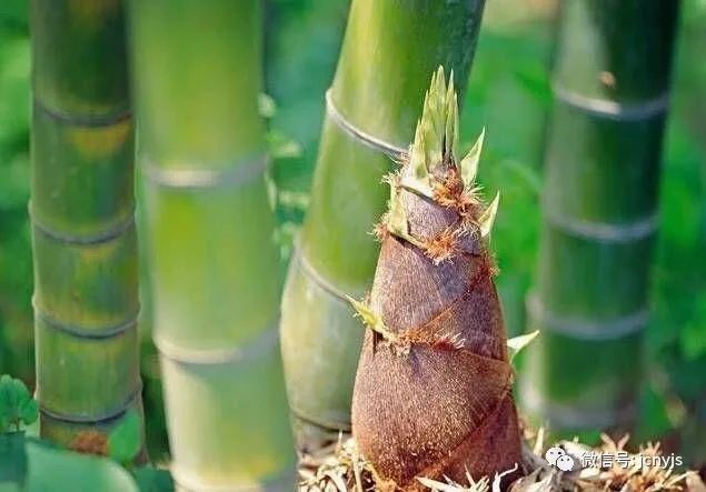 竹笋如何种植管理能够提升产量