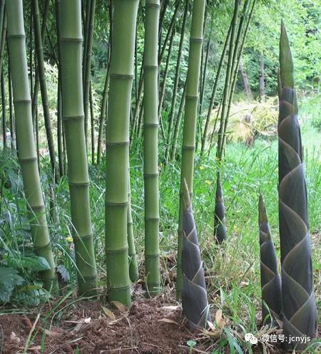 如何种植冬笋_种植冬笋技术要点_冬笋怎么种植技术