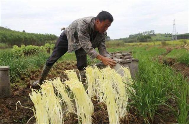 钢架大棚韭黄栽培技术，做好这几项工作，高产不是问题