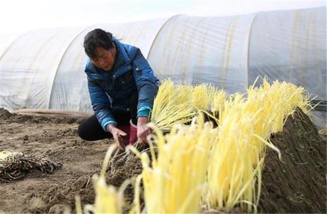 广东韭黄种植基地_广东韭黄种植技术_南方韭黄种植技术视频