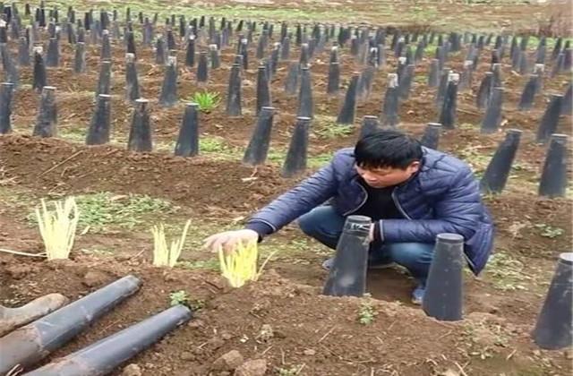 广东韭黄种植技术_南方韭黄种植技术视频_广东韭黄种植基地