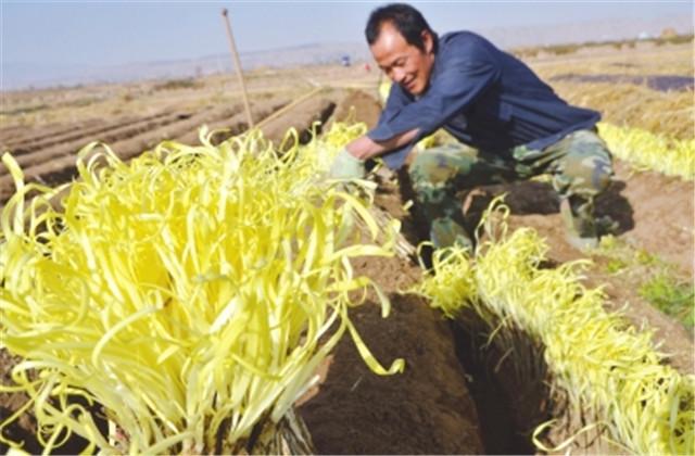 南方韭黄种植技术视频_广东韭黄种植技术_广东韭黄种植基地