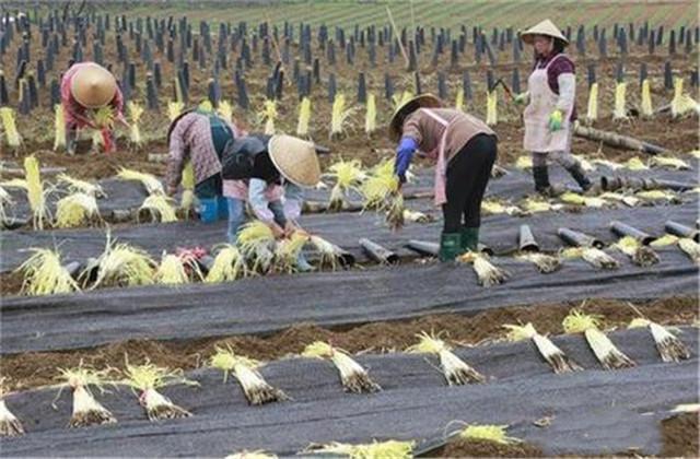 广东韭黄种植技术_广东韭黄种植基地_南方韭黄种植技术视频