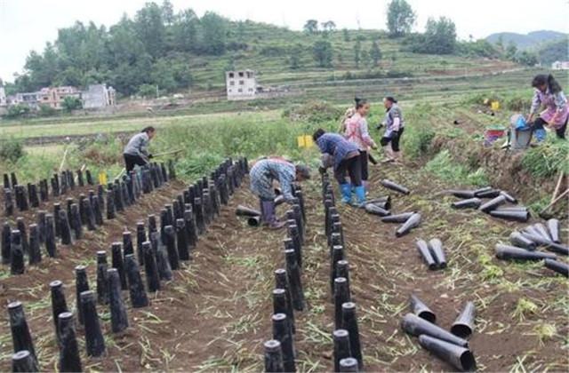 南方韭黄种植技术视频_广东韭黄种植基地_广东韭黄种植技术