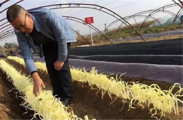 广东韭黄种植基地_南方韭黄种植技术视频_广东韭黄种植技术