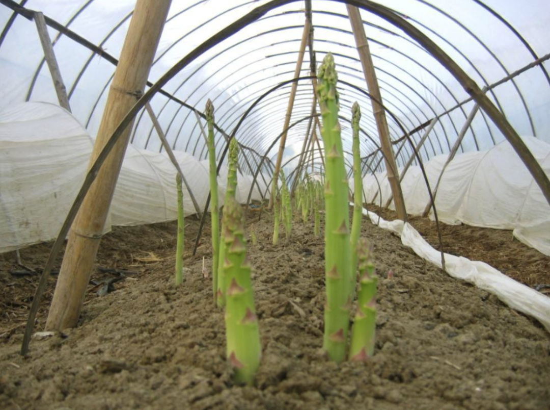 冬笋怎么种植技术_种冬笋的方法及管理_如何种植冬笋