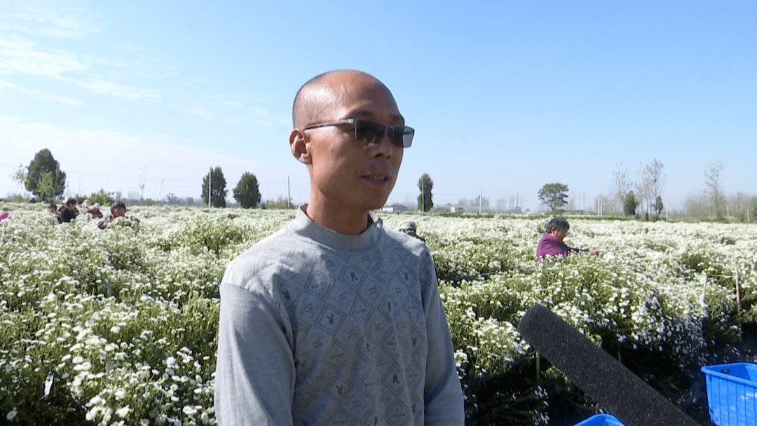 菊花致富经_种植菊花致富项目_致富菊花种植项目有哪些