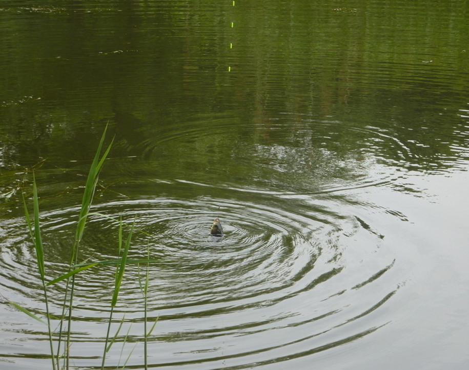 养殖水花鲶鱼技术要点_养殖水花鲶鱼技术要求_鲶鱼水花养殖技术