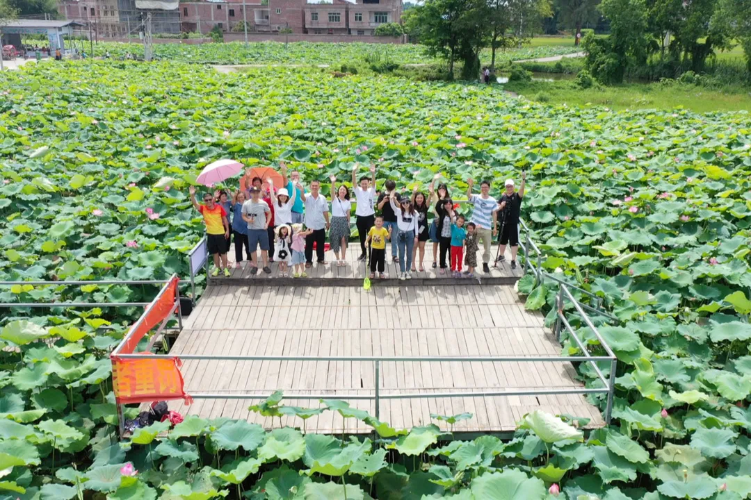 种植莲蓬致富图片_致富经种莲藕_种莲蓬赚钱吗