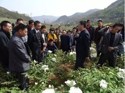 致富种植农业技巧和方法_致富种植农业技巧有哪些_农业种植致富技巧