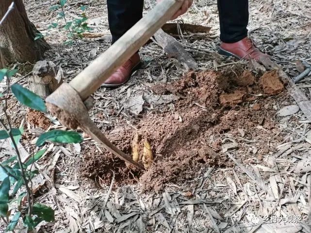 种植冬笋技术视频_如何种植冬笋_冬笋怎么种植技术