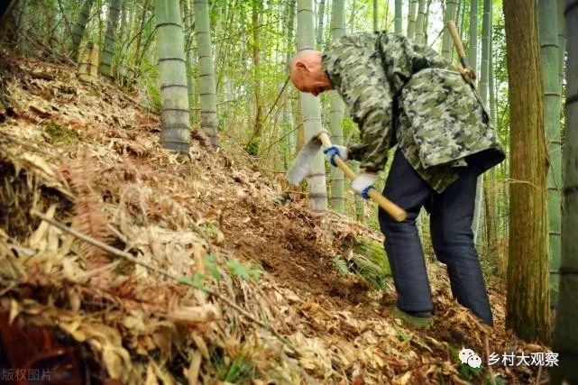 如何种植冬笋_冬笋怎么种植技术_种植冬笋技术视频