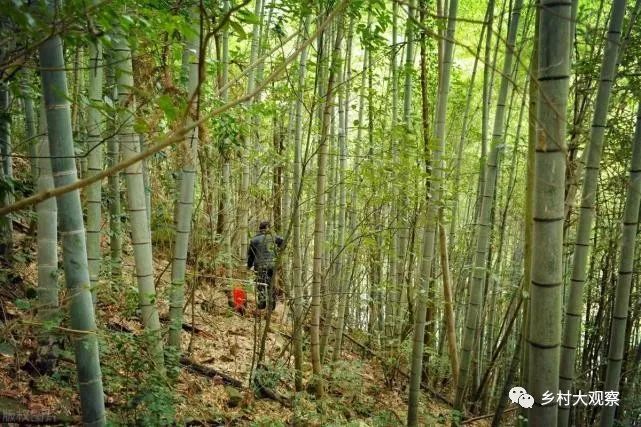 种植冬笋技术视频_如何种植冬笋_冬笋怎么种植技术