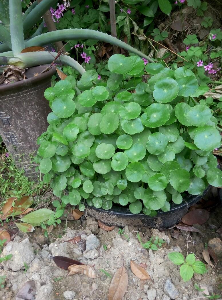 致富盆栽种植方法视频_致富盆栽种植方法图片_种植盆栽致富方法