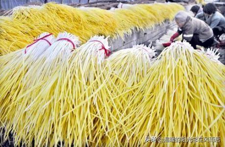 韭黄种植视频_广东韭黄种植技术_南方韭黄种植技术视频