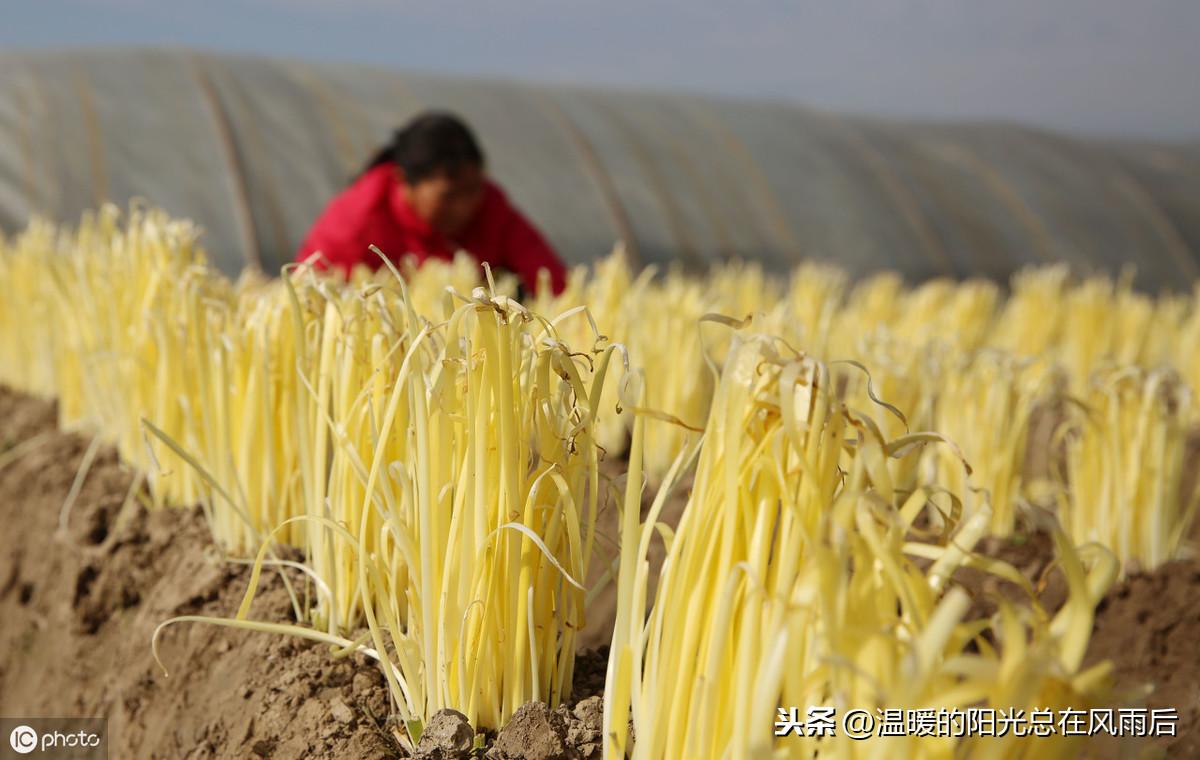 南方韭黄种植技术视频_广东韭黄种植技术_韭黄种植视频