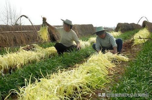 南方韭黄种植技术视频_广东韭黄种植技术_韭黄种植视频