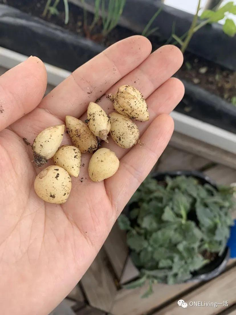 青蒜的种植视频_视频种植青蒜苗技术视频教程_青蒜苗种植技术视频