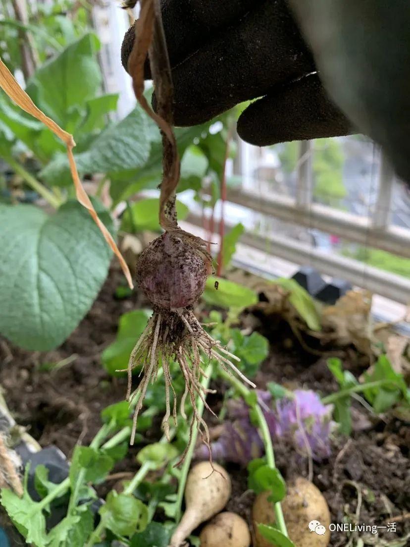 青蒜的种植视频_青蒜苗种植技术视频_视频种植青蒜苗技术视频教程