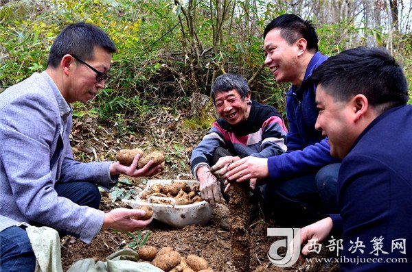 致富经种植药材_细辛种植致富实例图_致富经种植视频全集