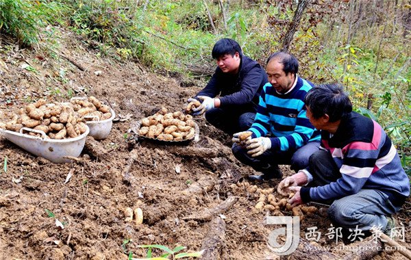 致富经种植视频全集_细辛种植致富实例图_致富经种植药材