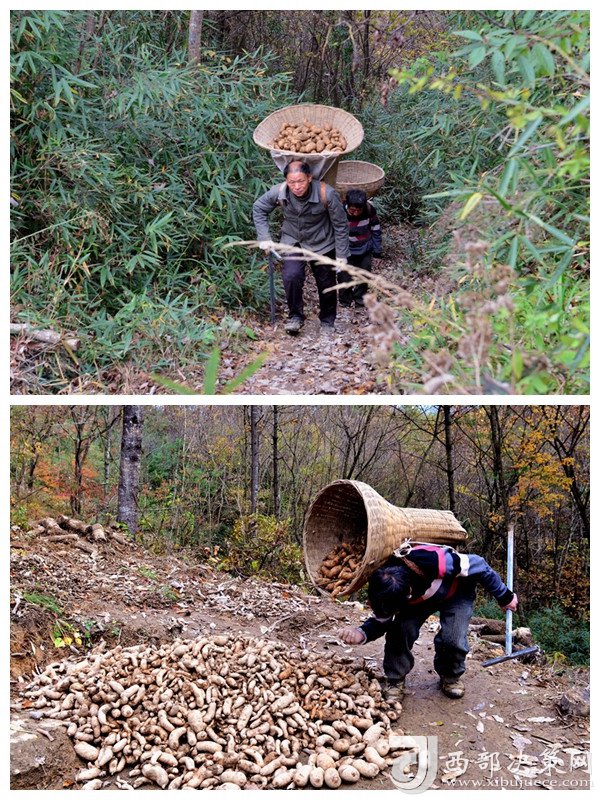 致富经种植视频全集_致富经种植药材_细辛种植致富实例图