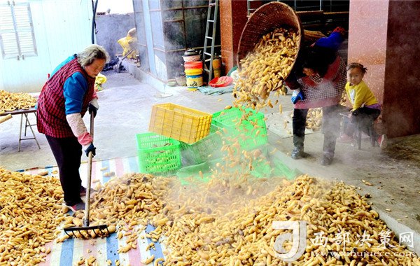 致富经种植药材_细辛种植致富实例图_致富经种植视频全集