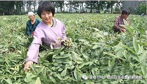 致富中药种植宝典视频_中药种植致富宝_致富经种植中药材视频