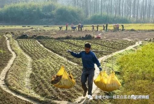 致富经种植中药材视频_中药种植致富宝_致富中药种植宝典视频