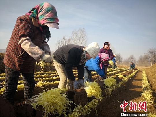 兰州古法种植韭黄：“金凰后”助农过上“韭肉生活”