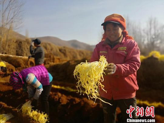 广东韭黄种植技术_种植广东技术韭黄怎么样_南方韭黄种植技术视频