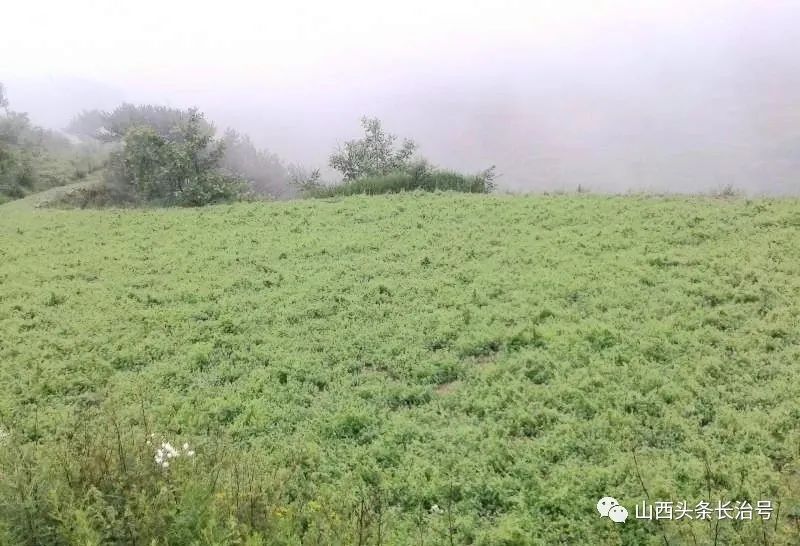 种植致富药材_致富中药种植宝典下载_中药种植致富宝